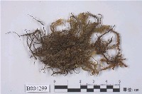 藏品(分瓣合葉蘚)的圖片